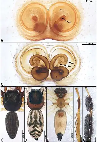 Description de l'image Foliabitus weihangi (10.3897-zookeys.952.51849) Figure 8.jpg.
