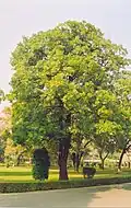 Alstonia scholaris sur le campus de l'Institut indien de technologie de Kanpur