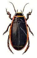 Dytiscus dimidiatus mâle.
