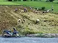 Fauchage du riz dans la région de My Tho.