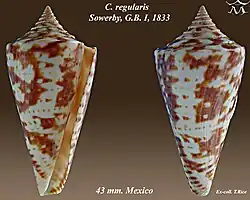 Conus regularis Sowerby, G.B. I, 1833