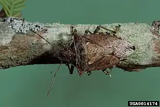 Podisus maculiventris