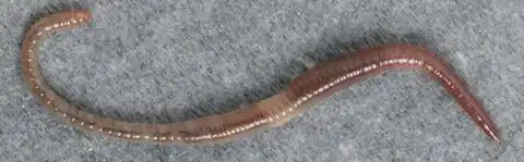 Dendrobaena octaedra est un ver de terre des forêts. C'est une espèce épigée et straminicole (littéralement qui vit dans la litière)[36].