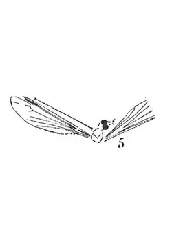 Tipula miegi éch R163 Sannoisien de Kleinkembs.