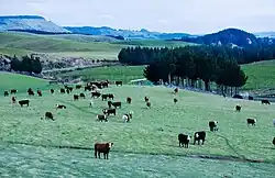 Photographie d'un troupeau de vaches sur une colline.