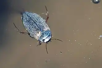 Hydroporus pubescens - vue de dessus.
