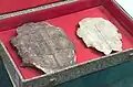 Carapace de tortue datant de la dynastie Shang (XVIe-XIe&nbsp;siècle&nbsp;av. J.-C.) comportant de l'écriture ossécaille, provenant d'Anyang, Musée de l'imprimerie de Chine.