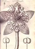 Illustration d'Anatomy of Plants (1682).