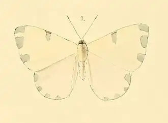Description de l'image Hermathena candidata - Illustrations of new species of exotic butterflies Hermathena &c (cropped).jpg.