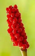 Fruits mûrs