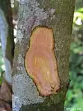 écorce de Siparuna guianensis