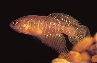 Description de l'image Cynolebias elegans (10.3897-zse.93.20906) Figure 1.jpg.