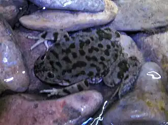 Description de l'image Lake Titicaca Frog 1.JPG.