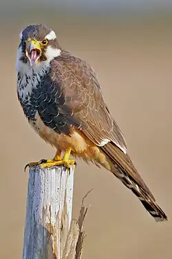Faucon aplomado (Falco femoralis)