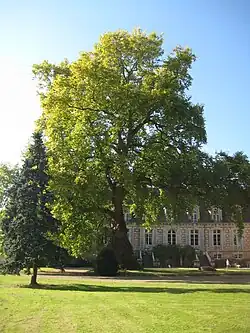 Platane d'Orient du château.