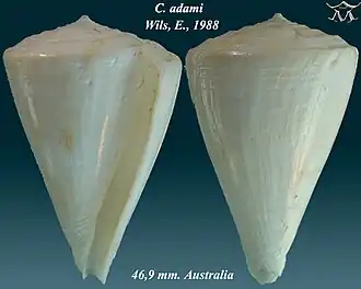 Description de l'image Conus adami 1.jpg.