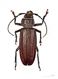 Physopleurus crassidens Muséum de Toulouse