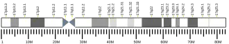 Chromosome 17 humain