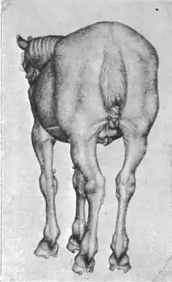 Étude d'un cheval de dos (Louvre no&nbsp;2444).