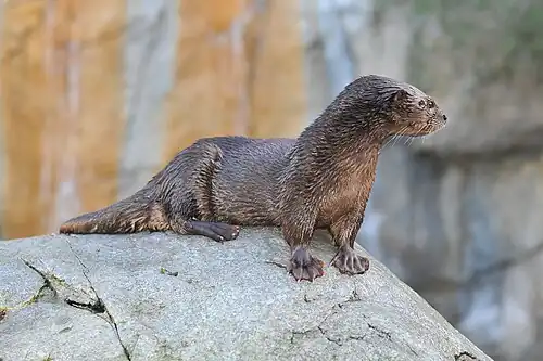 Loutre.