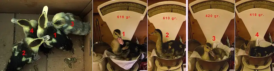 ...après 25 jours ♂ (1 et 2) ♀ (3 et 4).