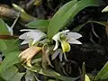 Pholidota articulata