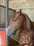 Tête d'un cheval de couleur noisette, dans son box.