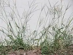 D. sanguinalis au pied d’un mur (Hockenheim)