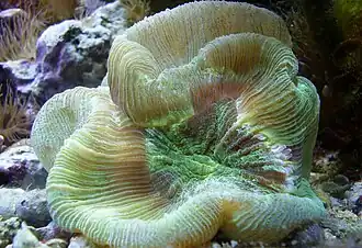 Description de l'image Trachyphyllia geoffroyi.jpg.