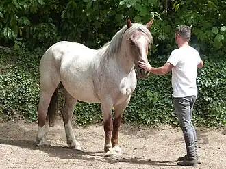 Jument bretonne aubère au travail au haras national d'Hennebont