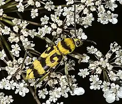Chlorophorus varius (O.F.Müller, 1766)
