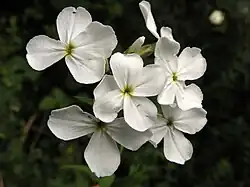Fleurs.