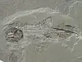 Phanerosteon, un ostéichtyen de l'ordre des palaeonisciformes.