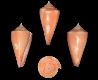 Description de l'image Conus flamingo 001.jpg.