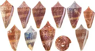 Description de l'image Conus planiliratus.jpg.