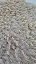 Papilles ruminales de la panse d'un impala.