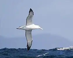 Photographie d'un oiseau en vol, vu de dessous.
