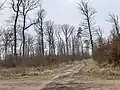 Forêt de Monsau, croisement route d'Estrées et route du Bourg en hiver, tilleul et pin sylvestre.