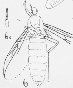 Bibio Baumbergeri N. Theobald, Sannoisien de Kleinkembs, Interprétation graphique.