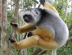 Propithecus diadema