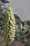 Fleurs dans l'anse McWay, 2015