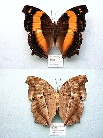 Description de l'image NW80-13 Yoma algina (3430020866).jpg.