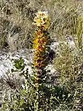Hakea victoria.