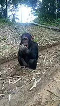 Singe de la réserve de faune de Douala - Edea.