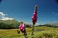 Plante a l'ètang de Vielha.