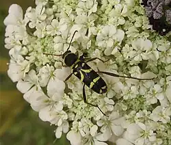 Clytus rhamni Germar, 1817