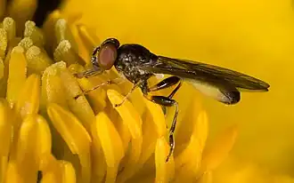 Sphegina montana.