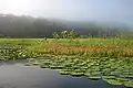 Brume matinale sur les Marais de Kaw.
