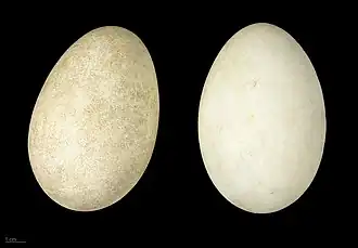 Œufs d'Oie cendrée - MHNT.