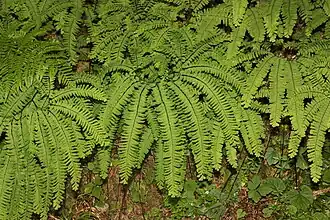 Description de l'image Adiantum aleuticum 0364.JPG.